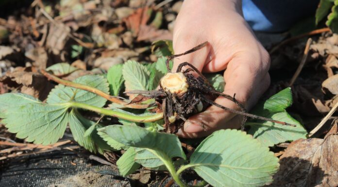 Ochrona truskawek wczesną wiosną. Kiedy i jak zacząć?