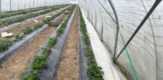 Jesteśmy przed falą mrozów (monitoring plantacji, 31.03.2025 r.)