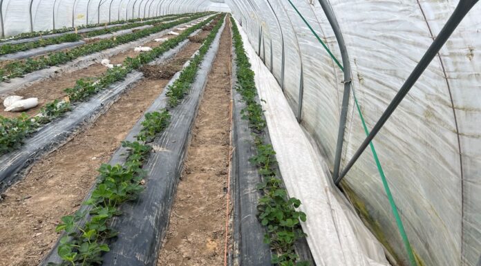 Jesteśmy przed falą mrozów (monitoring plantacji, 31.03.2025 r.)