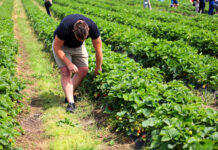 Największa kolekcja odmian truskawek na świecie powstaje w Polsce