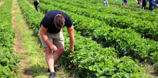 Największa kolekcja odmian truskawek na świecie powstaje w Polsce
