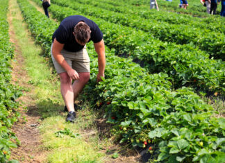 Największa kolekcja odmian truskawek na świecie powstaje w Polsce