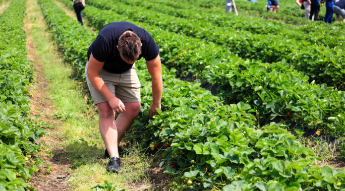 Największa kolekcja odmian truskawek na świecie powstaje w Polsce