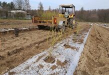 Stawiam na borówki!