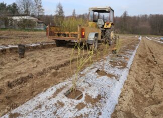 Stawiam na borówki!