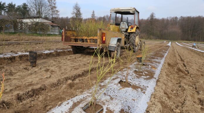 Stawiam na borówki!