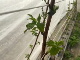 Maliny się budzą albo i nie (monitoring plantacji, 24.03.2026 r.)