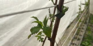 Maliny się budzą albo i nie (monitoring plantacji, 24.03.2026 r.)