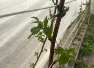 Maliny się budzą albo i nie (monitoring plantacji, 24.03.2026 r.)