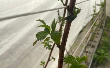 Maliny się budzą albo i nie (monitoring plantacji, 24.03.2026 r.)