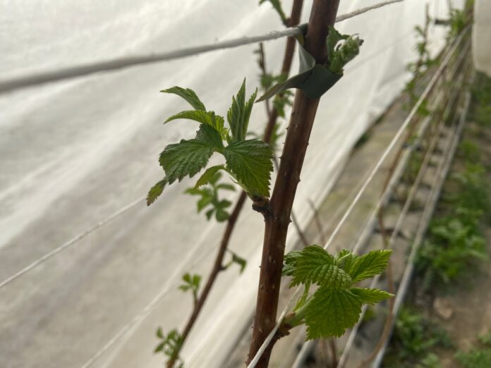 monitoring_20_03_Malinom potrafi być już na prawdę zieolono