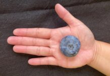 Ile waży największa borówka świata? Rekord znowu pobity