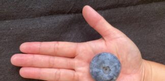 Ile waży największa borówka świata? Rekord znowu pobity