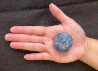 Ile waży największa borówka świata? Rekord znowu pobity