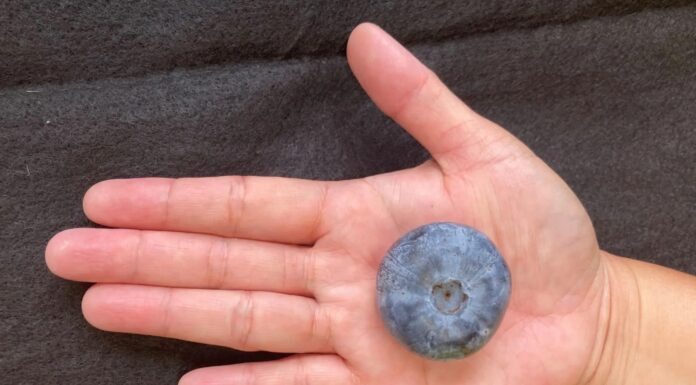 Ile waży największa borówka świata? Rekord znowu pobity