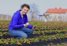 Kiedy zacząć nawożenie truskawek w sezonie 2024?