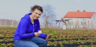 Kiedy zacząć nawożenie truskawek w sezonie 2024?