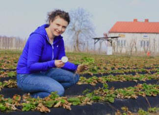 Kiedy zacząć nawożenie truskawek w sezonie 2024?
