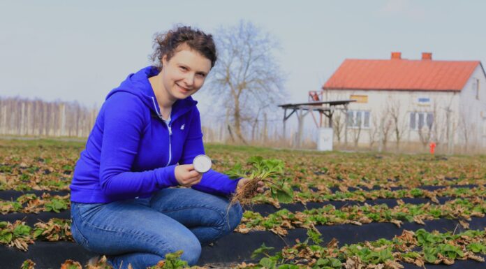 Kiedy zacząć nawożenie truskawek w sezonie 2024?