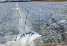 Najlepsza ochrona truskawek przed przymrozkami