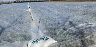 Najlepsza ochrona truskawek przed przymrozkami