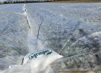 Najlepsza ochrona truskawek przed przymrozkami