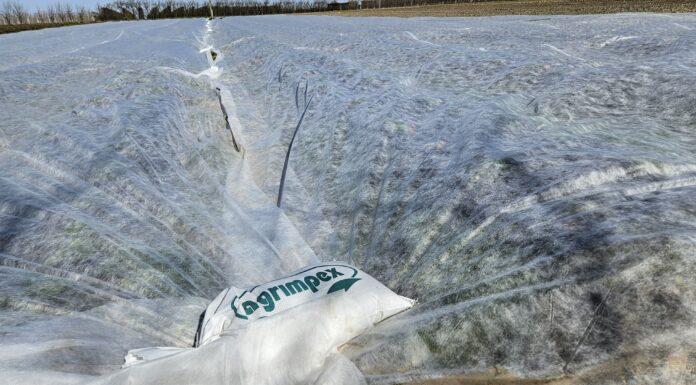 Najlepsza ochrona truskawek przed przymrozkami