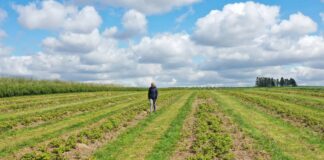 Rozsądne podejście do nawożenia malin w warunkach polowych