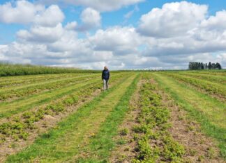 Rozsądne podejście do nawożenia malin w warunkach polowych