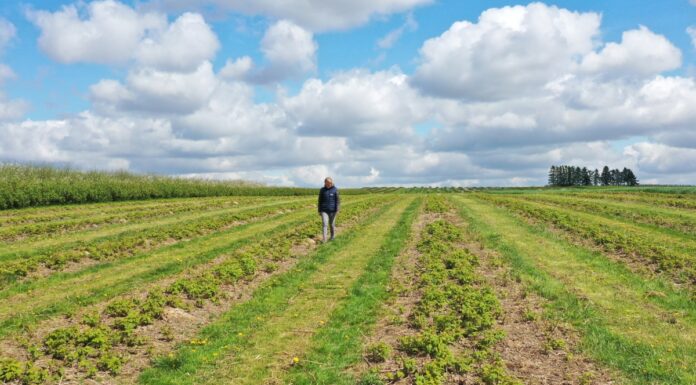 Rozsądne podejście do nawożenia malin w warunkach polowych