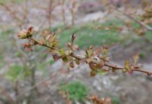 W jakich temperaturach przemarzają borówki?