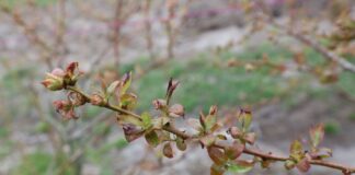 W jakich temperaturach przemarzają borówki?