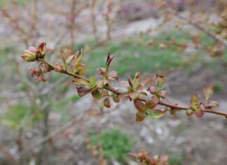 W jakich temperaturach przemarzają borówki?