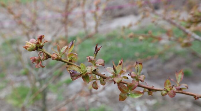 W jakich temperaturach przemarzają borówki?