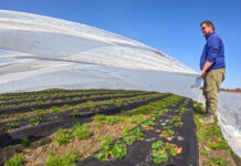 Agrowłókniny w uprawie truskawek. Nie tylko na przymrozki