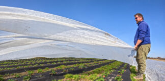 Agrowłókniny w uprawie truskawek. Nie tylko na przymrozki