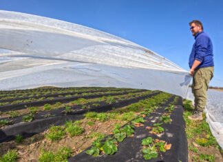 Agrowłókniny w uprawie truskawek. Nie tylko na przymrozki
