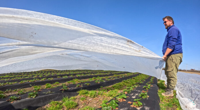 Agrowłókniny w uprawie truskawek. Nie tylko na przymrozki