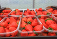 Biedronka rozpoczyna sezon na polskie truskawki