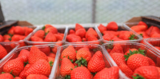 Biedronka rozpoczyna sezon na polskie truskawki