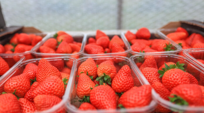 Biedronka rozpoczyna sezon na polskie truskawki