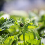 Webinar – Zapowiada się trudny sezon w ochronie truskawek