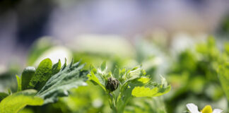 Webinar – Zapowiada się trudny sezon w ochronie truskawek