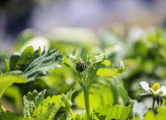 Webinar – Zapowiada się trudny sezon w ochronie truskawek