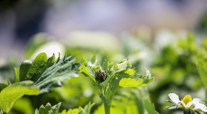 Webinar – Zapowiada się trudny sezon w ochronie truskawek