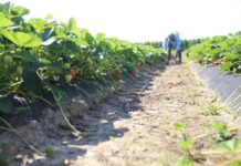 Co przyniesie sezon 2024 dla truskawek przemysłowych