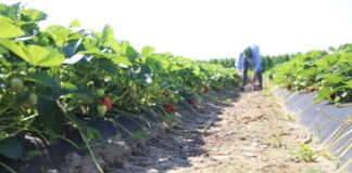 Co przyniesie sezon 2024 dla truskawek przemysłowych
