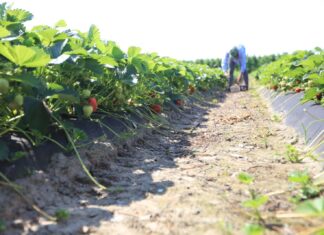 Co przyniesie sezon 2024 dla truskawek przemysłowych