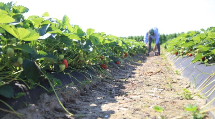 Co przyniesie sezon 2024 dla truskawek przemysłowych