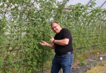 Nowe możliwości wykorzystania kwasów humusowych w malinach. Uwaga – będzie nowa plantacja jeżyn!